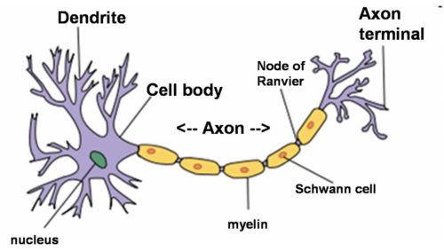 Nervidyne: Myelin support | Remedylink- Detoxification and Rejuvenation ...